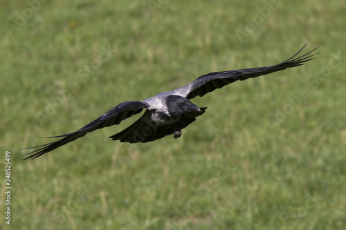 A hooded crow (Corvus cornix) in flight in the city park of Berlin. In the daytime with in the background trees and gras.