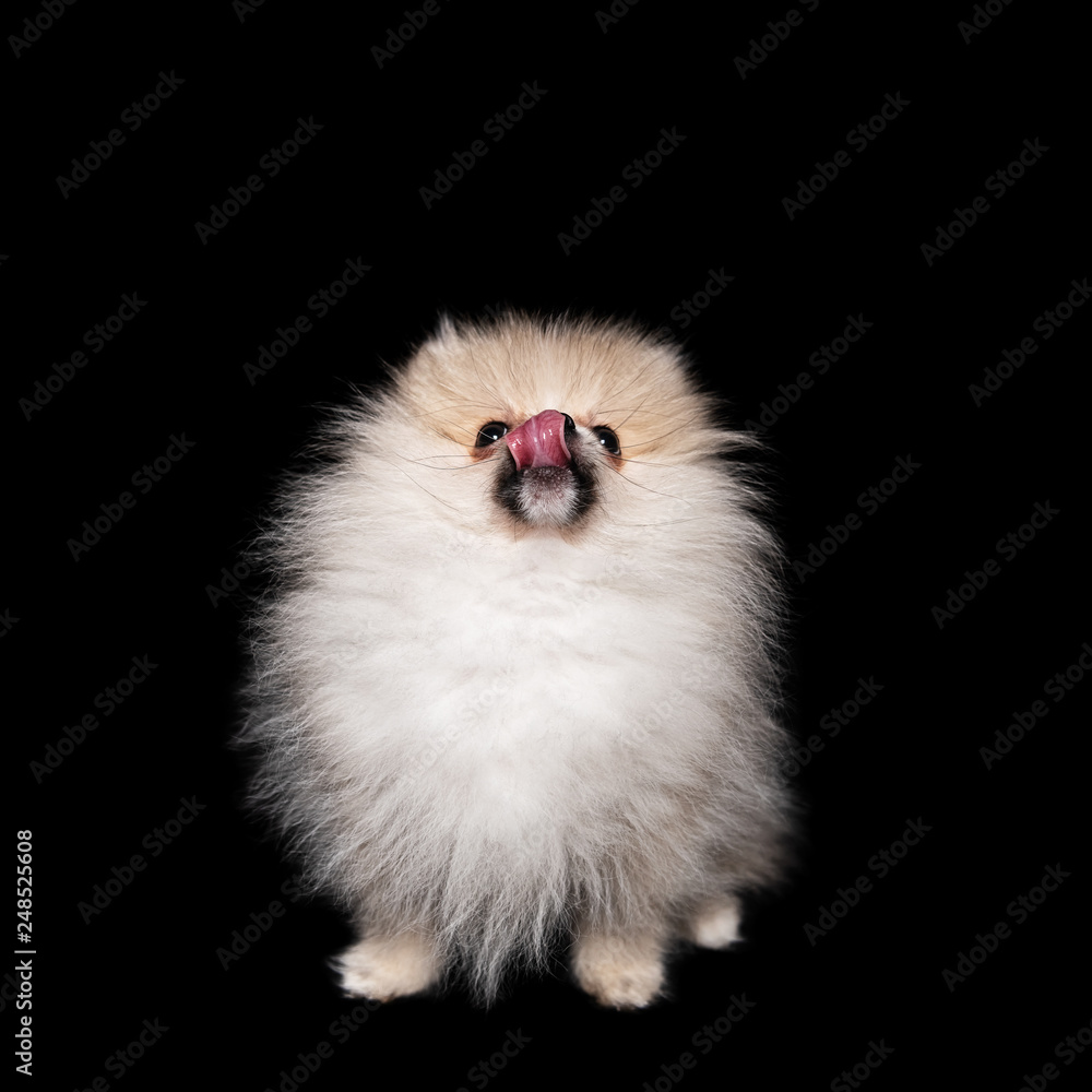 Naklejka premium Side view of a sitting pomeranian spitz isolated on a black background