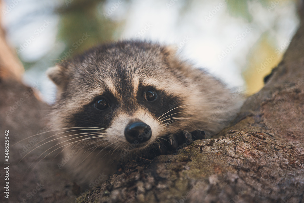 Fototapeta premium raccoon in tree 1