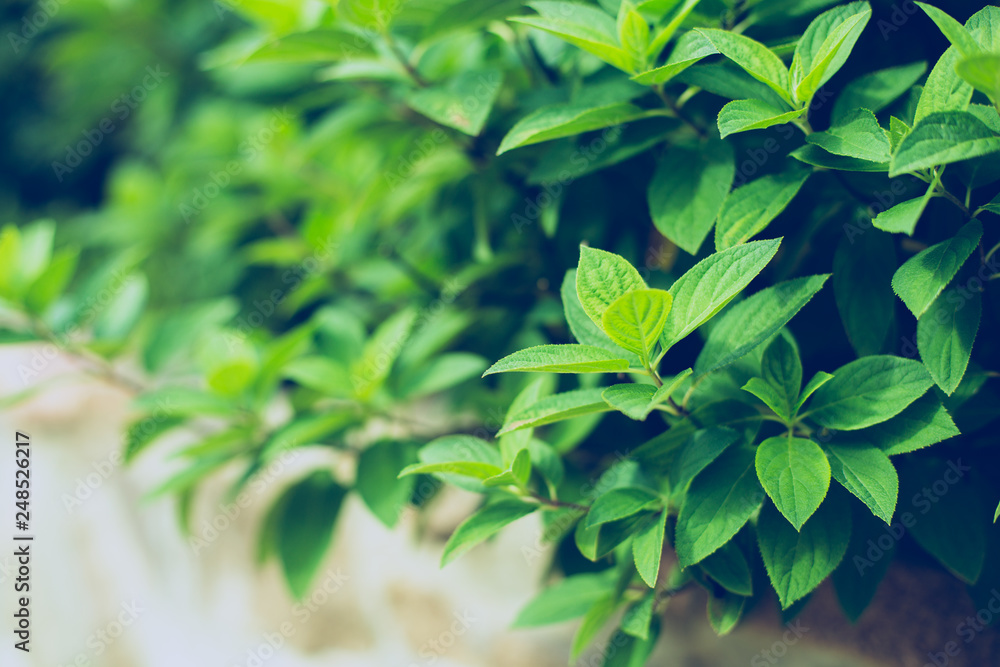 Texture of green leaves. Texture of leaves background toning. Texture of green leaves. Texture of leaves background toning.