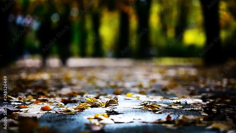 Autumn scene in a park with colorful foliage filmed in beautiful light Autumn scene in a park with colorful foliage filmed in beautiful light