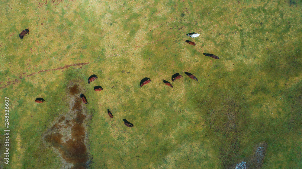 Wild and free horses herd top view aerial overhead drone photo in front of Erciyes Mountain Kayseri Turkey. This horses are Turkish wild free Yilki Horses. Wild and free horses herd top view aerial overhead drone photo in front of Erciyes Mountain Kayseri Turkey. This horses are Turkish wild free Yilki Horses.