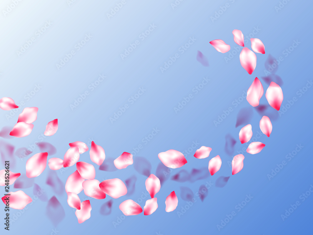 Pink cherry blossom petals isolated