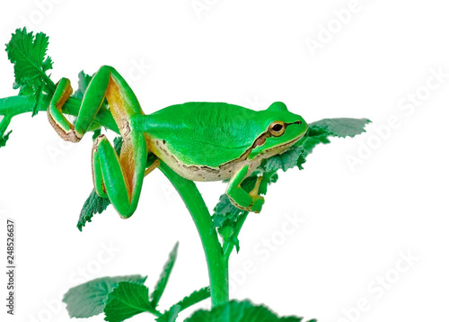 Fototapeta Naklejka Na Ścianę i Meble -  Beautiful Europaean Tree frog Hyla arborea - Stock Image