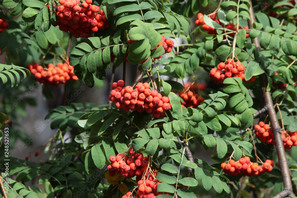 Naklejka premium red rowan berries