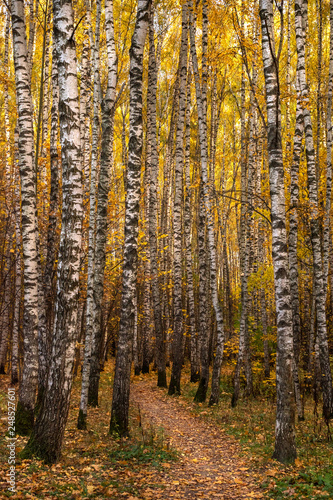 Beautiful autumn landscape with footpath and birch forest