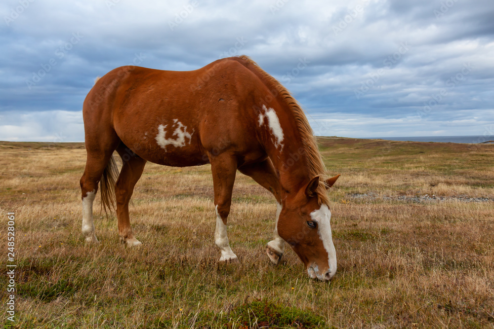 Obraz premium Wild Horse on the Atlantic Ocean Coast during a cloudy evening. Taken in Dungeon Provincial Park, Bonavista, Newfoundland, Canada.