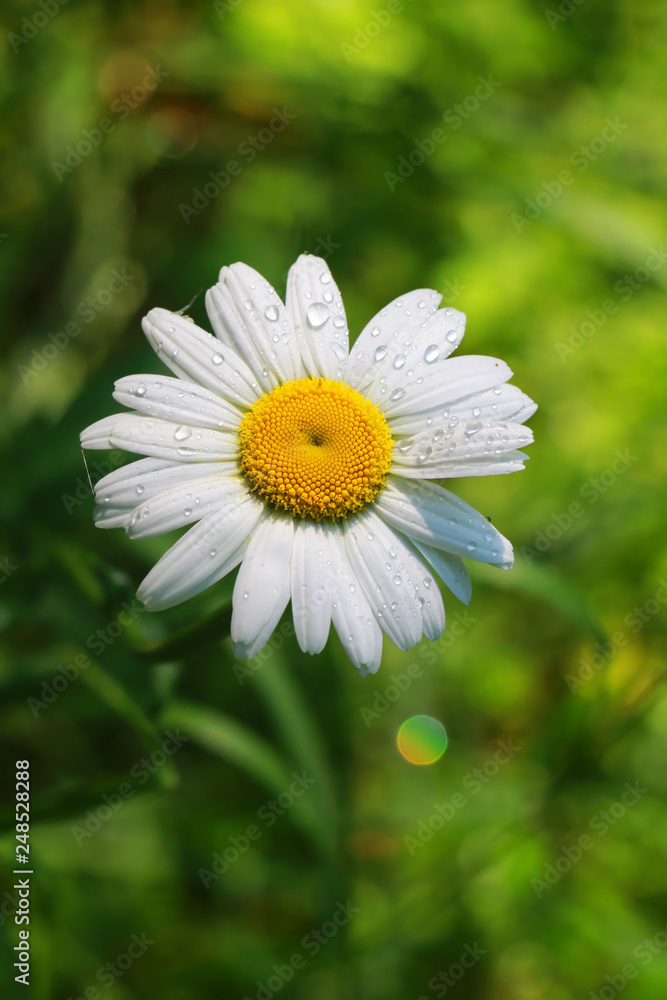 Chamomile in the dew on a natural background. Chamomile in the dew on a natural background.