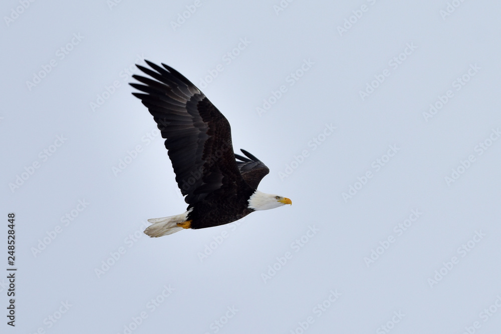 Bald eagle in flight Bald eagle in flight