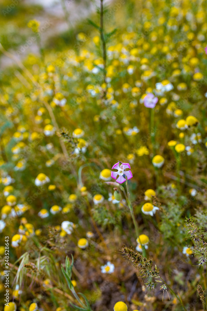 field of yellow daisy flowers