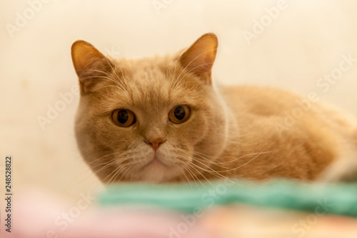  Cat model