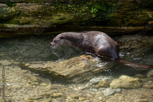 Otter, lutra lutra photo