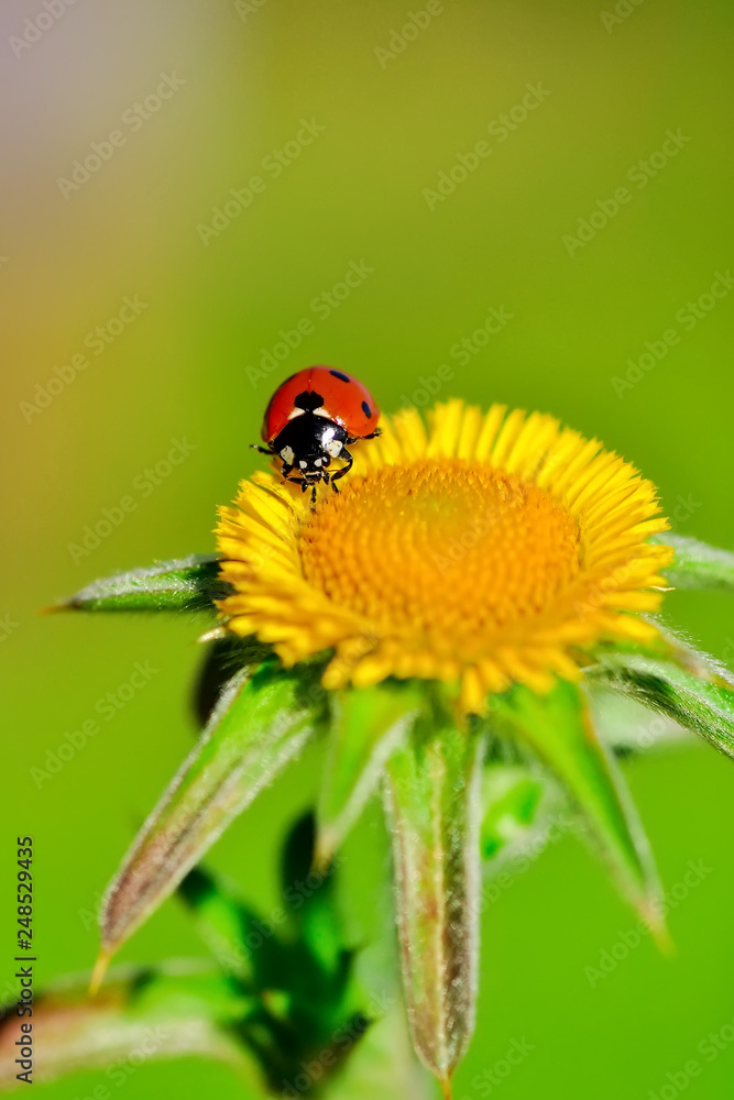 Beautiful ladybug on leaf defocused background Beautiful ladybug on leaf defocused background
