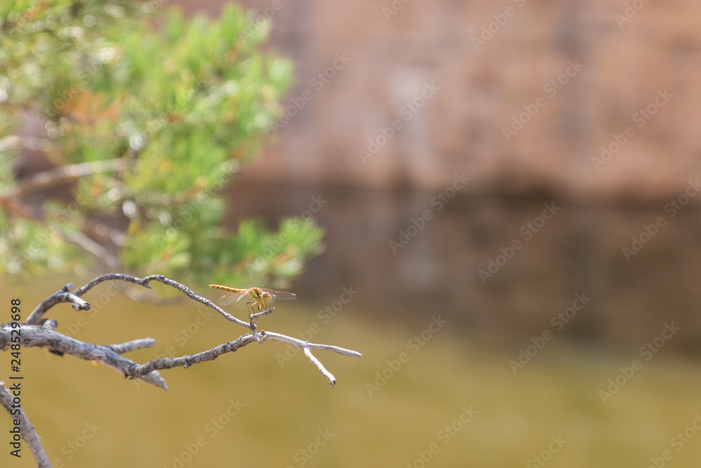 dragonfly on a branch dragonfly on a branch