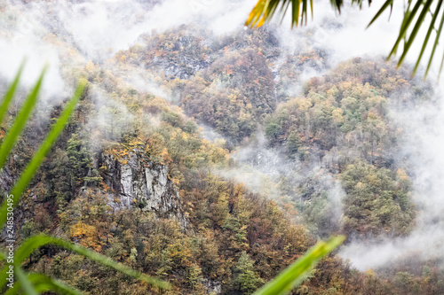 Misty and foggy mountain cliff seen through palm leaves.