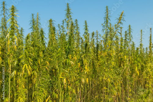 Field of green cannabis (marijuana) plants