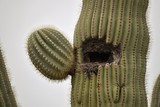 Bird's nest inside a saguaro cactus