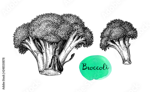 Ink sketch of broccoli.