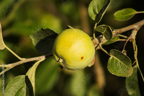 A developing green apple on the tree with a small brown blemish photo