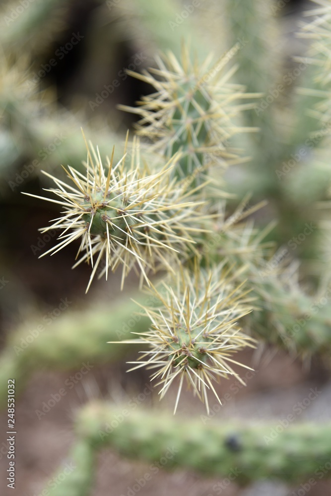 Close up of a cholla cactus
