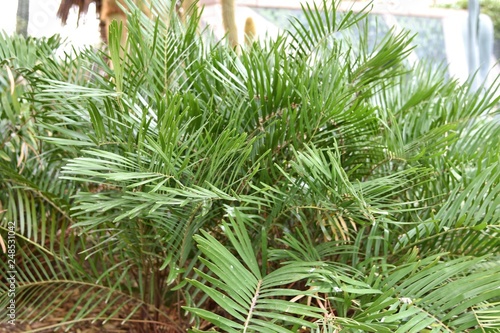 Tropical Cootie plant