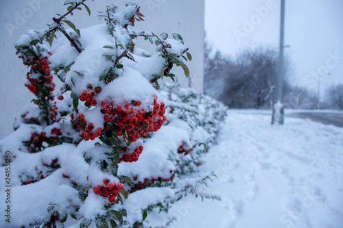 rowen under snow photo