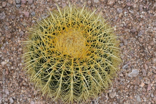 Top of a golden barrel cactus