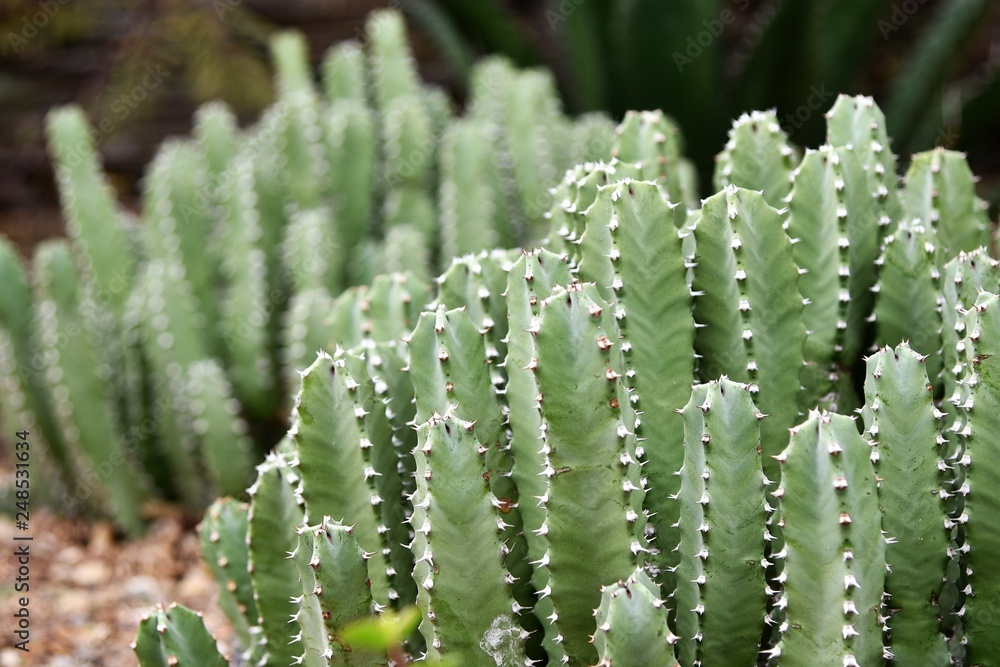 close up of cactus close up of cactus