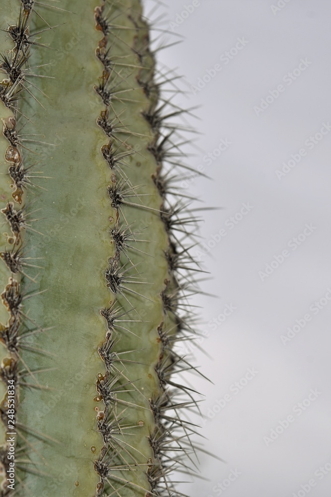 Saguaro cactus needles