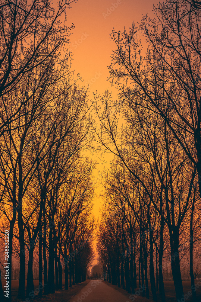 Trees Lane Sunset Afternoon Orange Skies Dark Forest Path Trail Road Perspective Looking Down Going