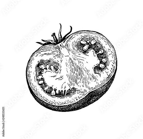 Ink sketch of tomato.
