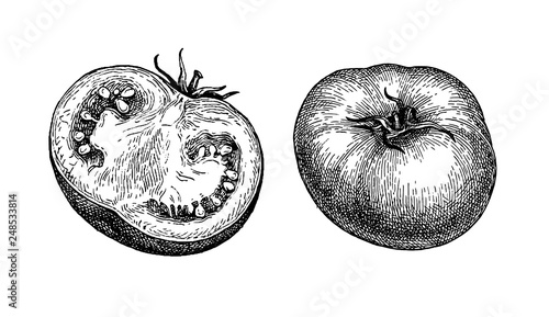 Ink sketch of tomato.