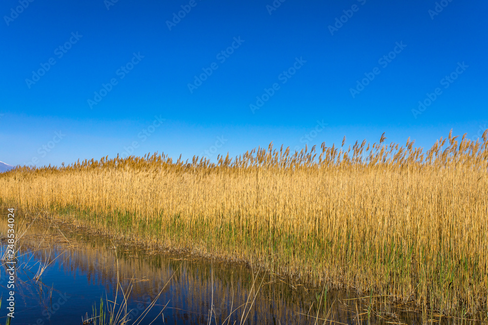 Obraz premium Golden yellow marshes and reeds in front of clear clean blue sky in summer or autumn season. This is from Sultan Sazligi Kayseri Turkey. Pastoral beautiful landscape background.