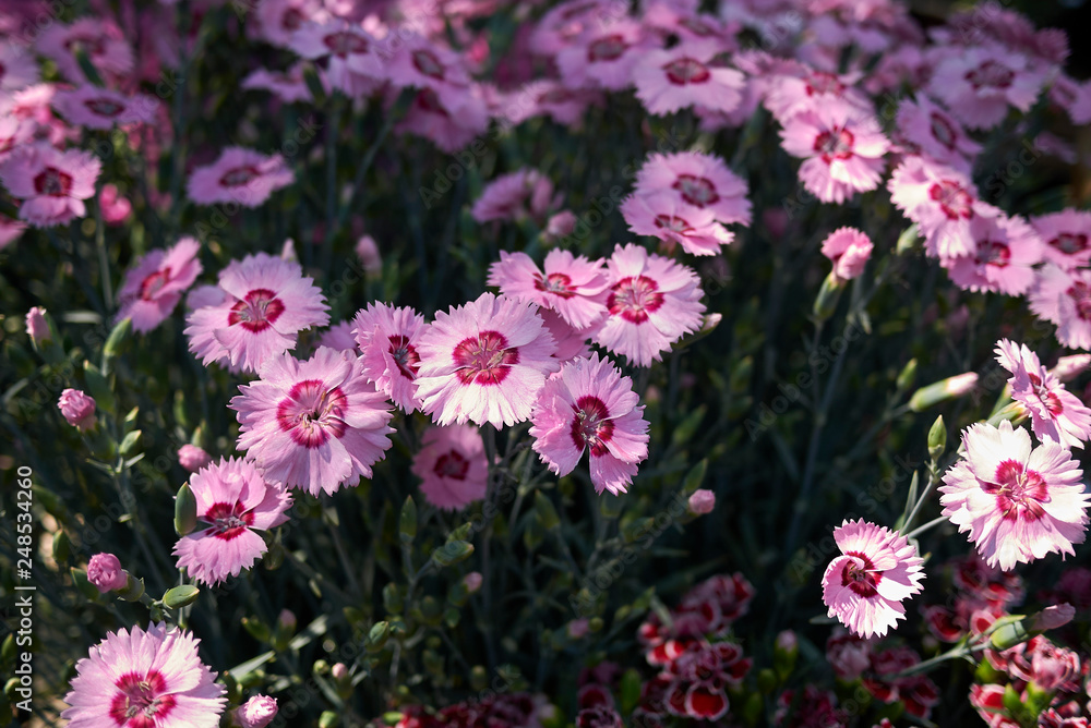 Dianthus Dianthus