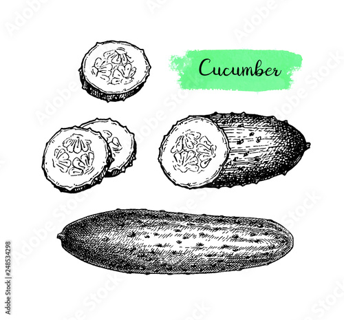 Ink sketch of cucumber.