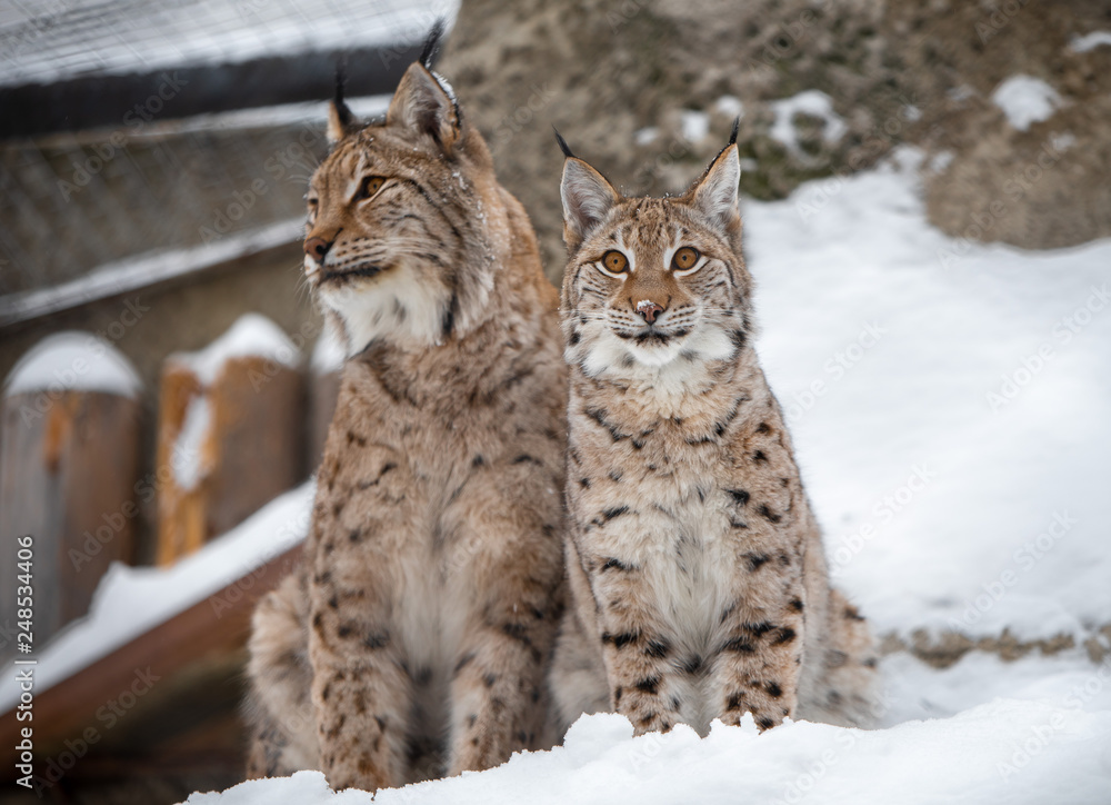 Obraz premium Lynx family in snow