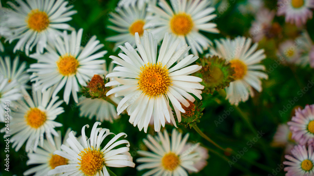 flowers background flowers background