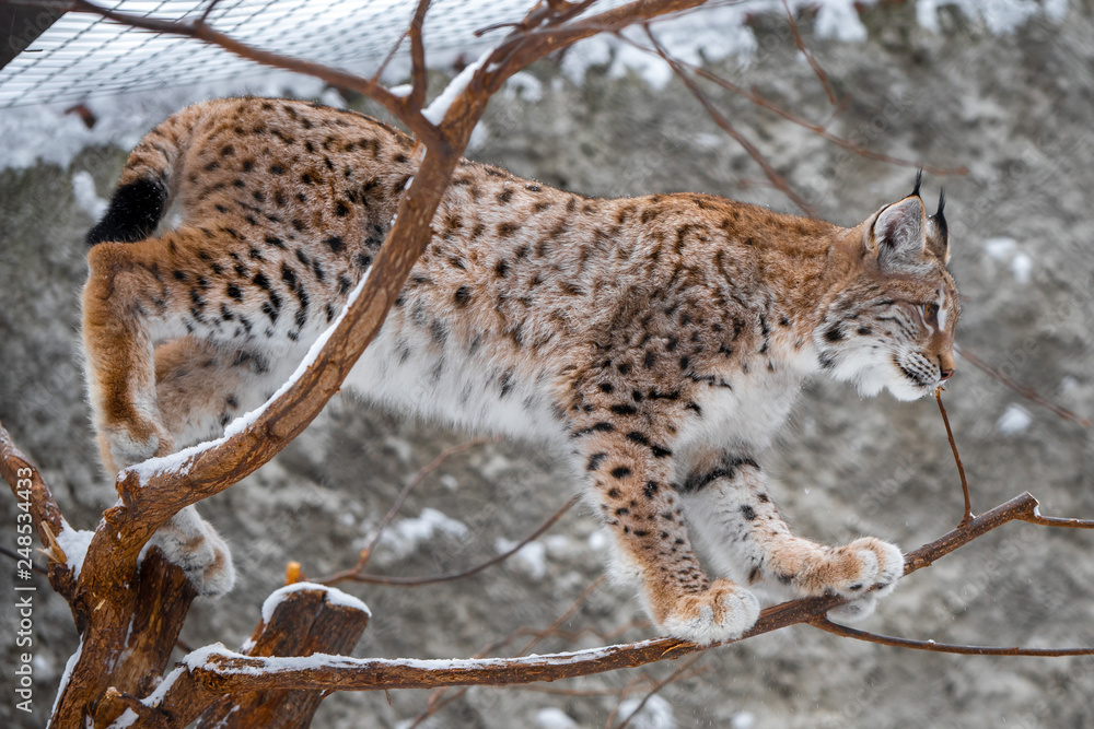 Fototapeta premium Young lynx on a tree