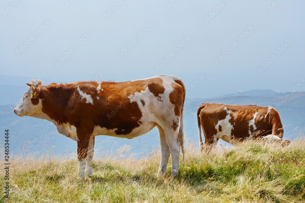Cows on the pasture on a sunny day on the mountain. Meadow with cows in serbia