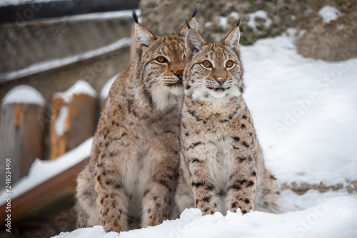 Lynx family show tenderness to his girlfriend