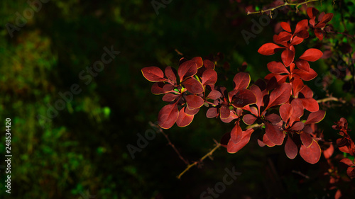 red flowers in garden