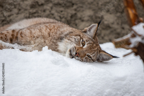 Young lynx lie in snow