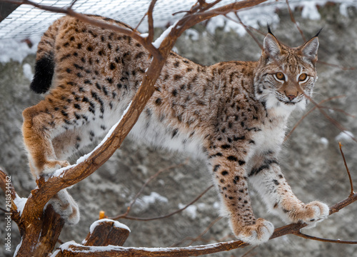 Young lynx on a tree