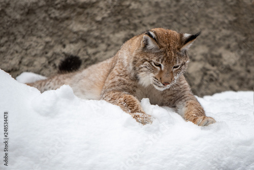Young lynx lie in snow
