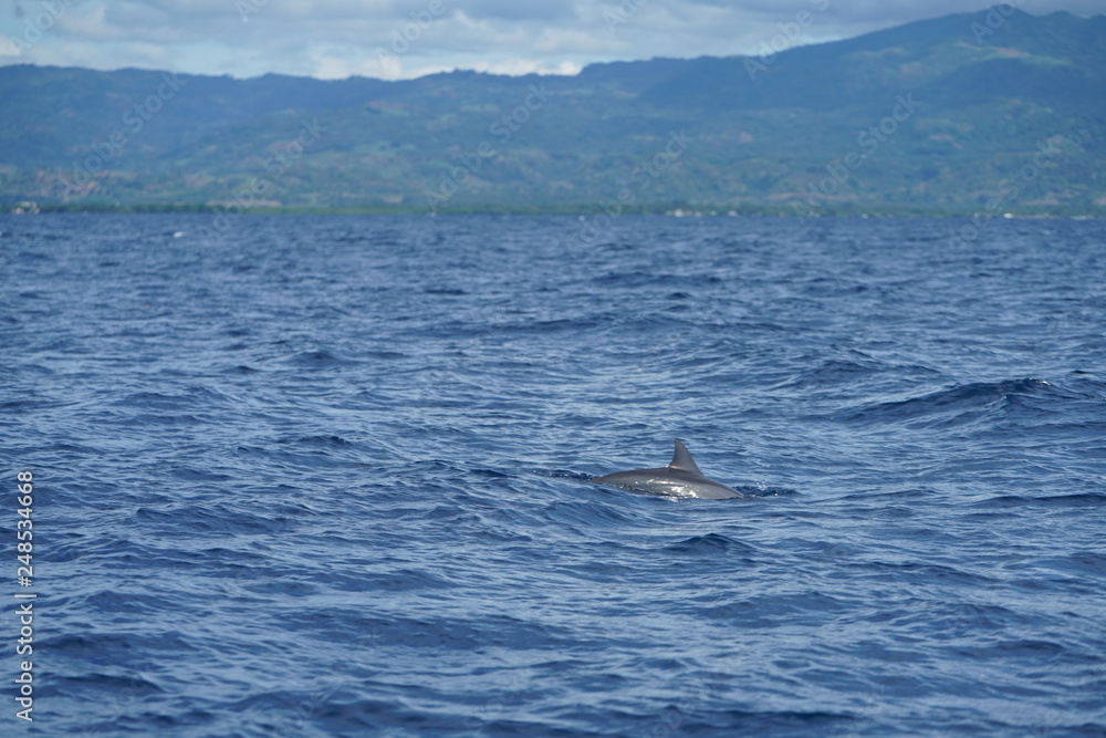 View of the open ocean with dolphins near Manjuyod, Philippines View of the open ocean with dolphins near Manjuyod, Philippines