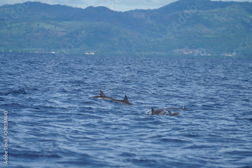 View of the open ocean with dolphins near Manjuyod, Philippines