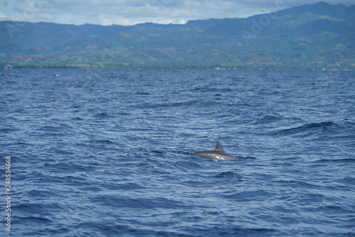 View of the open ocean with dolphins near Manjuyod, Philippines © Nicholas & Geraldine