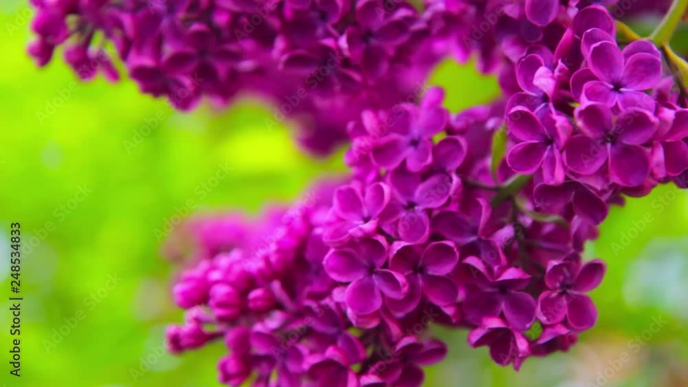 Spring branch of blossoming lilac. Purple flowers in the garden Spring branch of blossoming lilac. Purple flowers in the garden