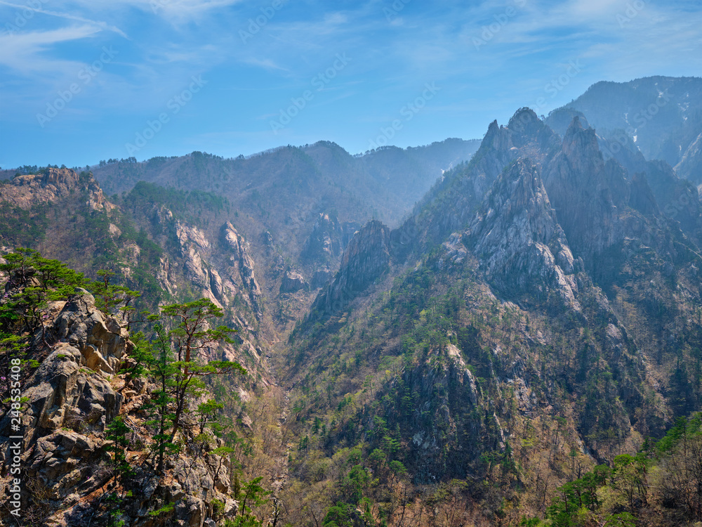 Obraz premium Pine tree and rock cliff , Seoraksan National Park, South Korea