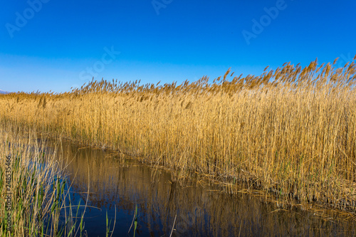 Golden yellow marshes and reeds wetland in front of clear clean blue sky in summer or autumn season. This is from Sultan Sazligi Kayseri Turkey. Pastoral beautiful landscape background.